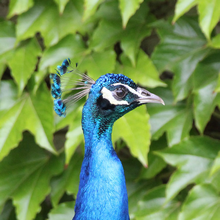 A neat photo of a peacock